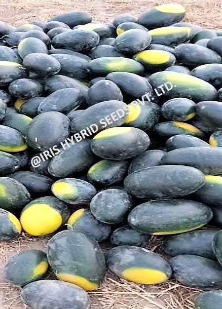 Watermelon F1 Iris Kuber (Sugar Baby Type)