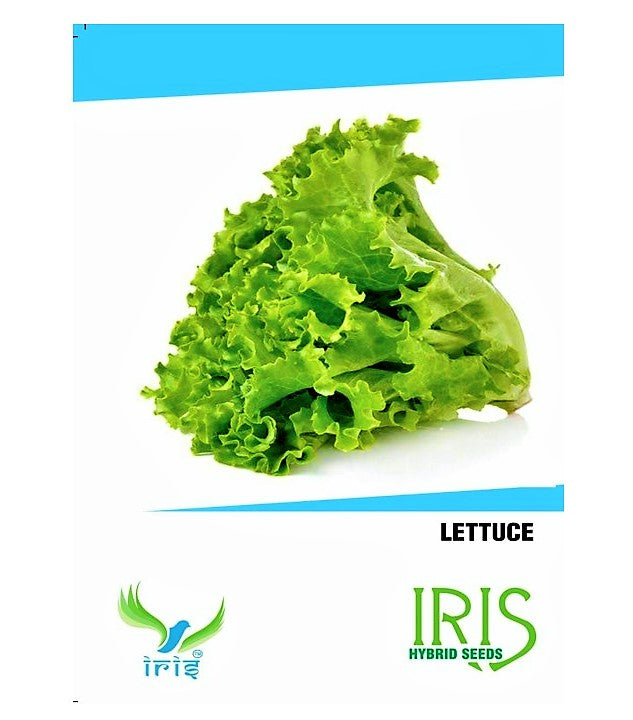 Iris Hybrid Lettuce