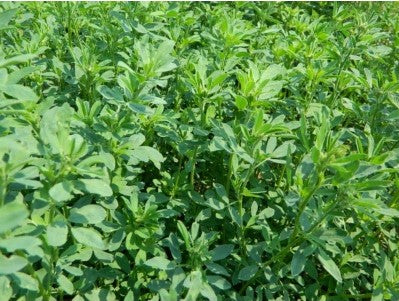 Fodder Alfa-Alfa Rajka Seed