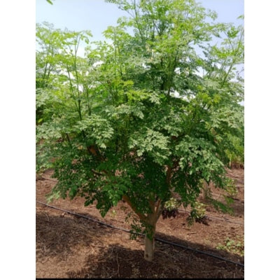 Agromate Moringa Drumstick Tree Seeds