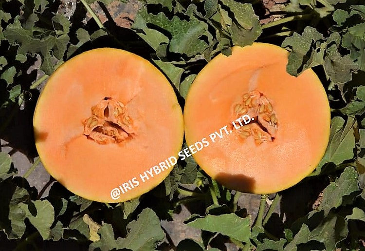 Muskmelon / Kharbooja F1 Iris Melon-123