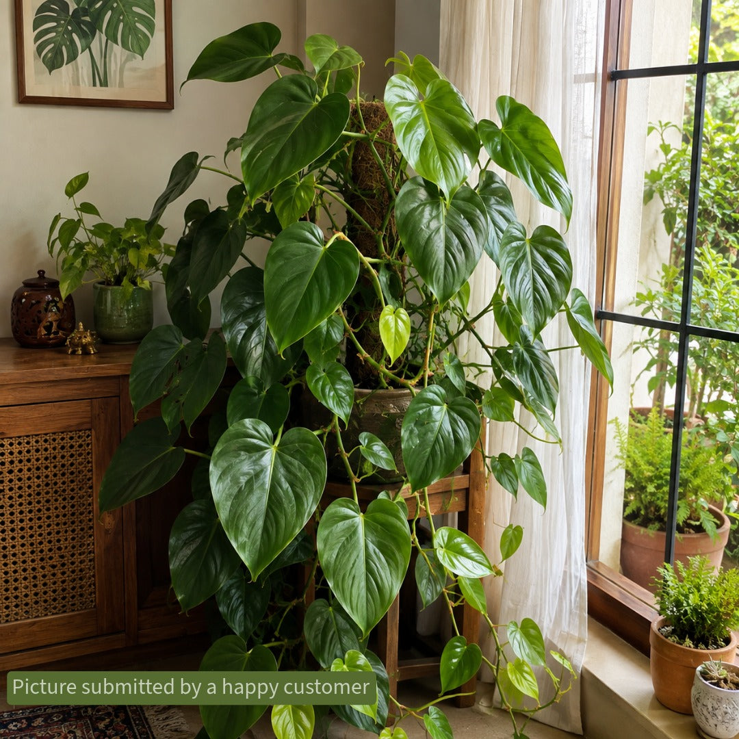 Ecotika Magical Monstera - Premium Tropical Foliage Plant Food