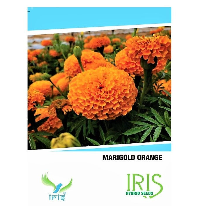 Iris F1 Marigold Orange Seeds