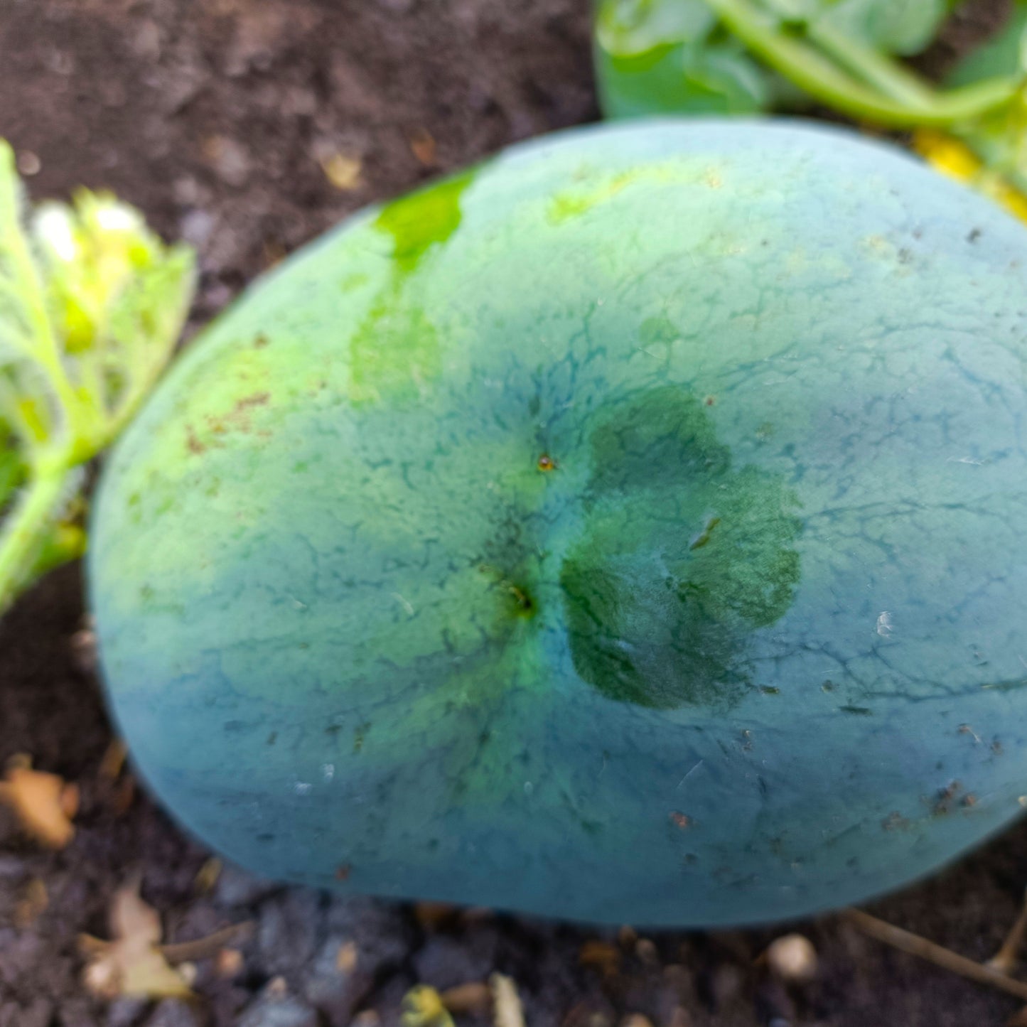 Green Revolution Melon Fly Lure