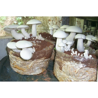 SporeKart Premium Grain Spawn Milky Mushroom (Seeds)