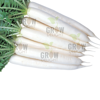 Grow Delight F1 Radish Mino Early GD-62