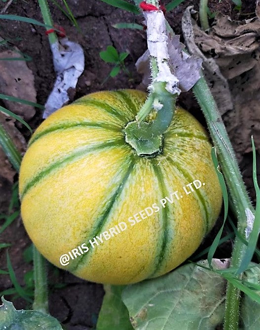 Muskmelon / Kharbooja F1 Iris Sharbati