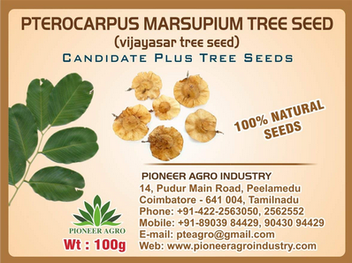Pterocarpus Marsupium (Vengai) Tree Seed
