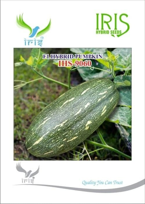 Pumpkin / Kaddoo F1 Iris IHS-9060 10 grams
