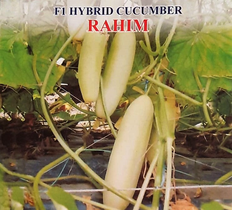 Cucumber / Kakri F1 Iris Rahim