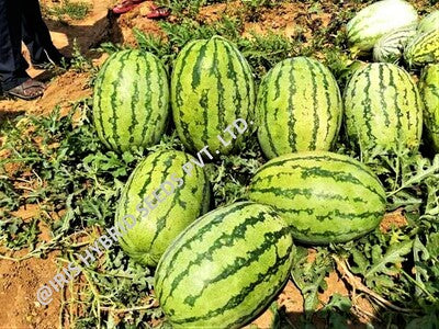 Watermelon F1 Iris Samrat (Icebox Segment)