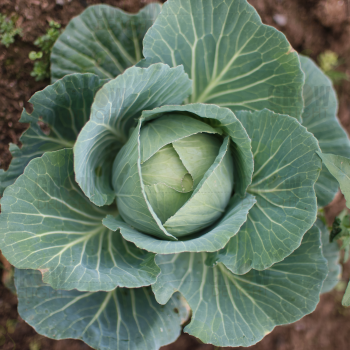 Cabbage / Patta Gobi F1 Seoul Sunrise Green