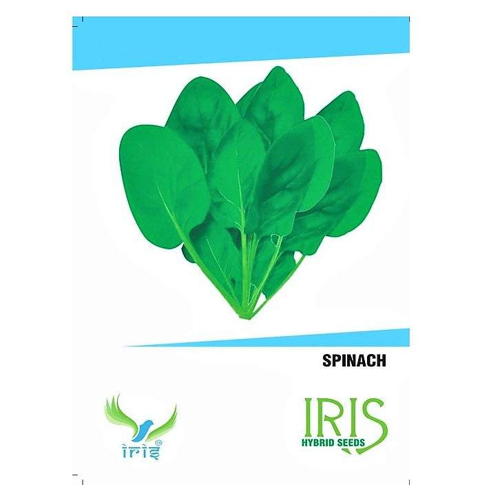 Iris OP Spinach / Palak