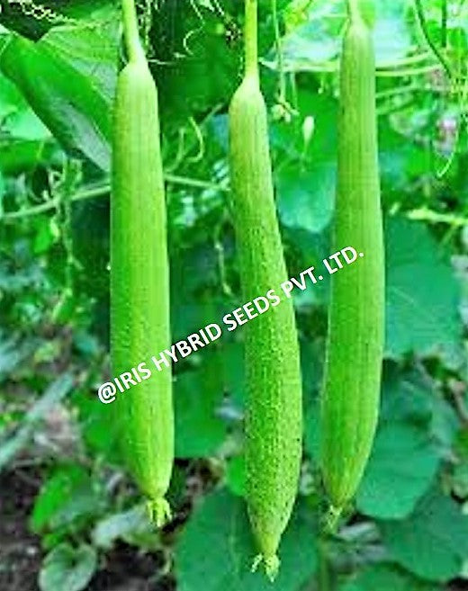 SpongeGourd / Galki F1 Hybrid Iris Shweta
