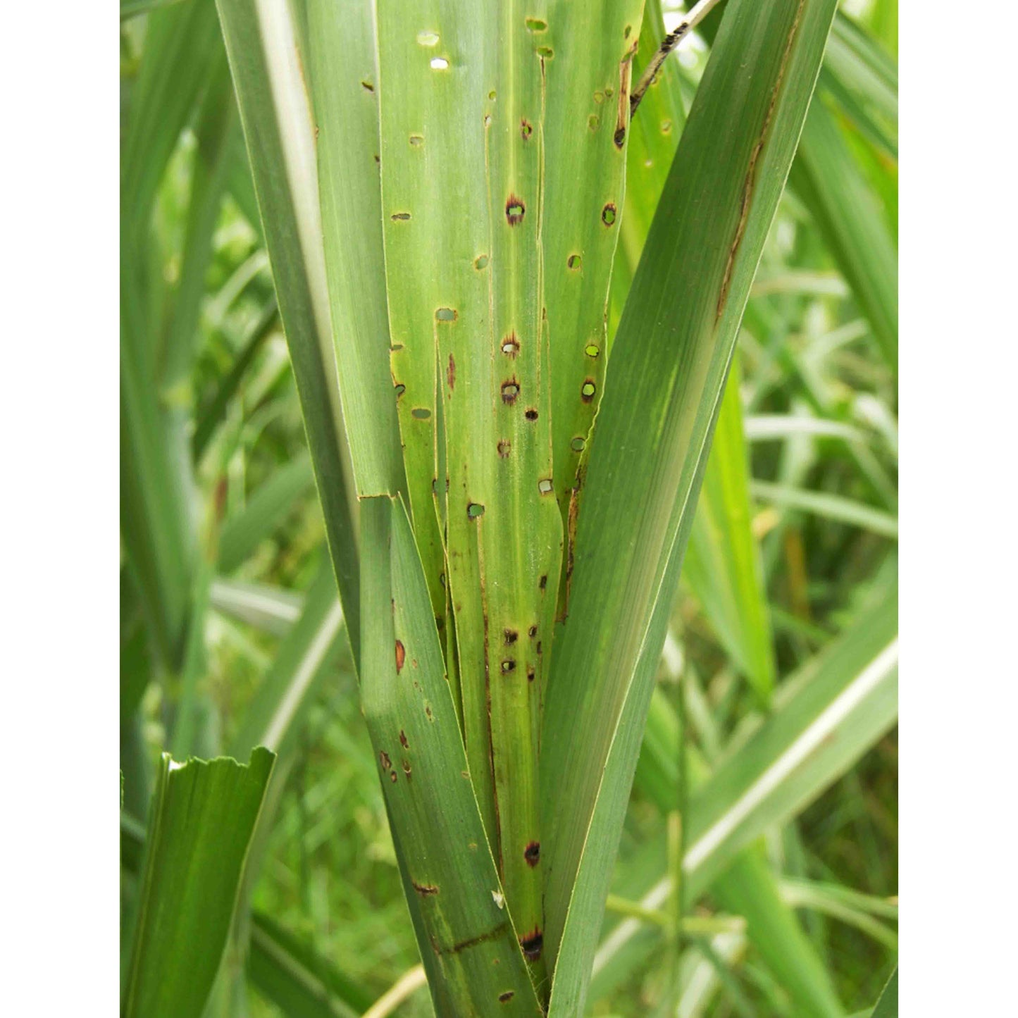 Green Revolution Water trap with Sugarcane Top-B Lure
