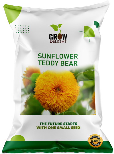 Grow Delight Imported Sunflower Teddy Bear - 600 seeds