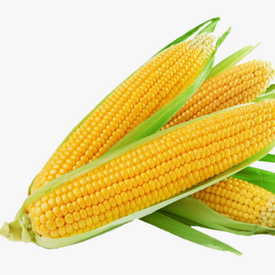 Sweet Corn F-1 Amaze