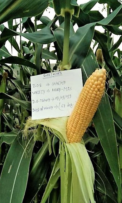 Sweet Corn F1 Iris Honey Max