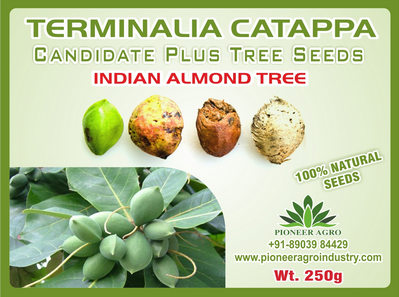 Terminalia Catappa / Jungli Badam Tree Seed
