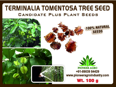 Terminalia Tomentosa / Asan Tree Seed