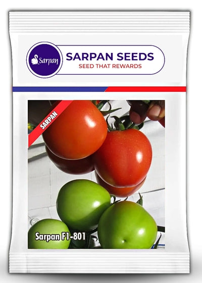 Tomato Sarpan 801