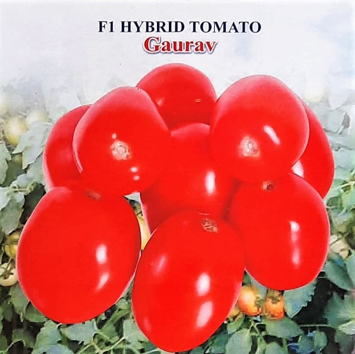 Tomato Iris F1 Gaurav