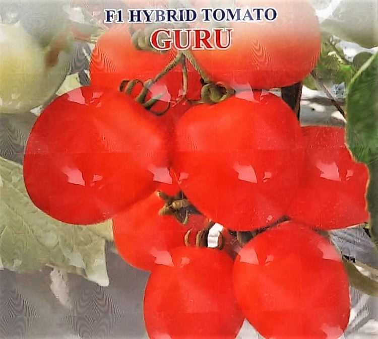 Tomato Iris F1 Guru