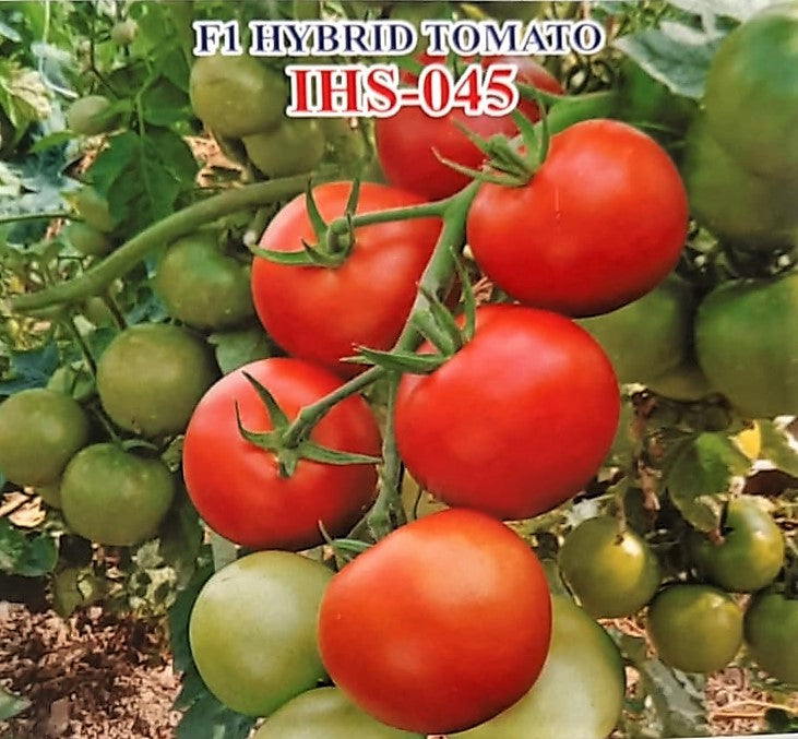 Tomato Iris F1 IHS-045 10 grams