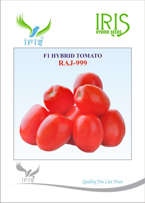 Tomato Iris F1 Raj-999