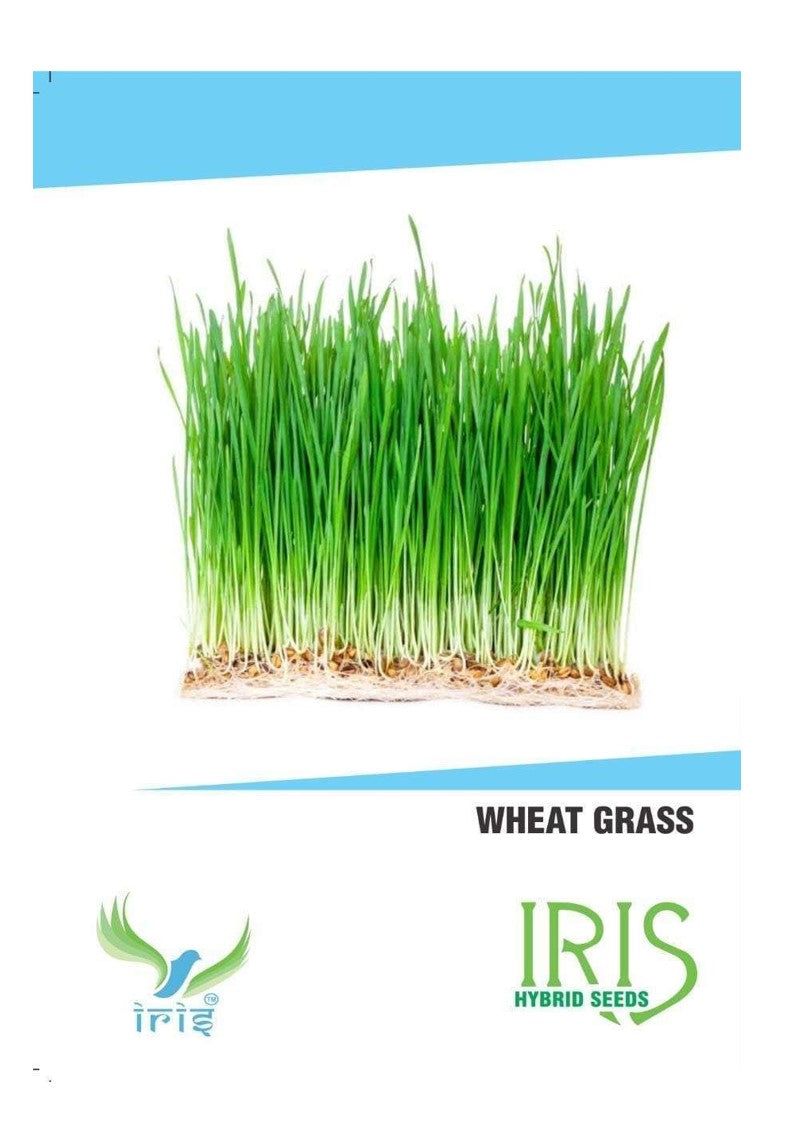 Iris Imported Wheat Grass