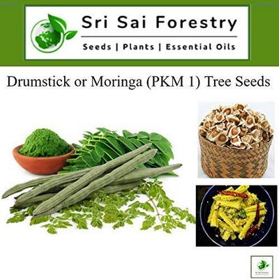 Moringa Drumstick Tree Seeds