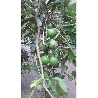 Tropical Fruit and Citrus Special Fertilizer