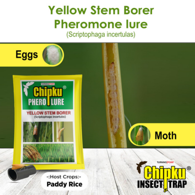 Chipku Yellow Stem Borer Lure