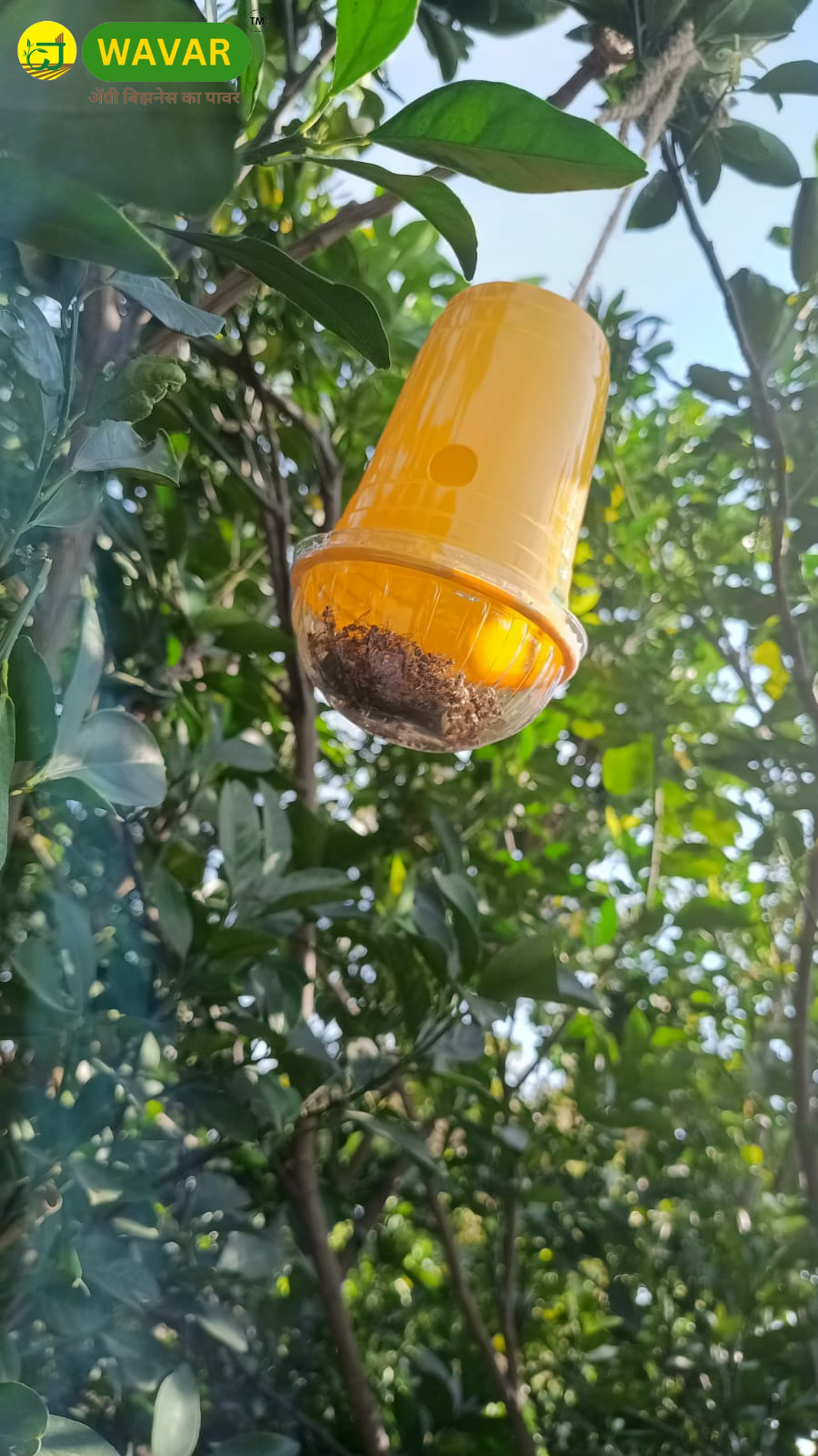 Wavar Fruit Fly Trap with Cucurbitae Lure