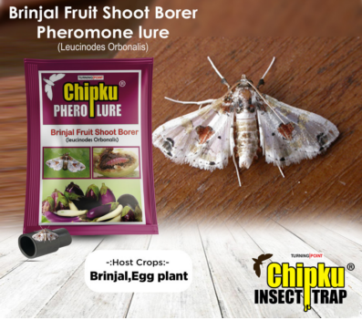 Chipku Pheromone Funnel Trap with Brinjal Fruit & Shoot Borer Lure (Combo Pack of 10)