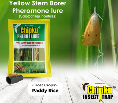 Chipku Yellow Stem Borer Lure