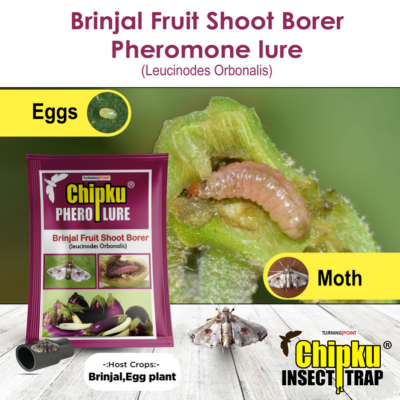 Chipku Pheromone Funnel Trap with Brinjal Fruit & Shoot Borer Lure (Combo Pack of 10)