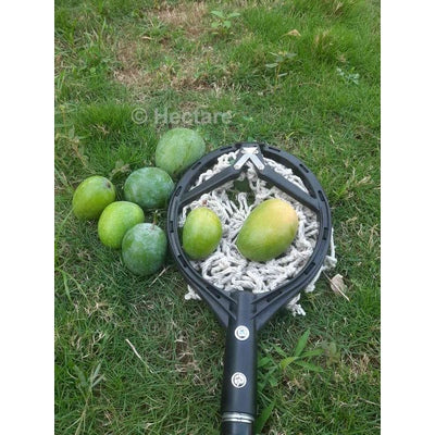 Mango Harvester FM01 Universal Fruit Picker (No pole)
