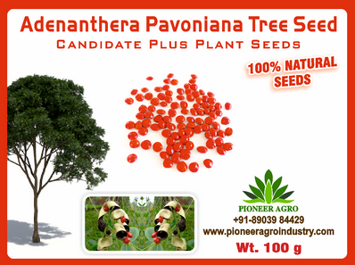 Adenanthera Pavoniana / Coral Wood Tree Seed