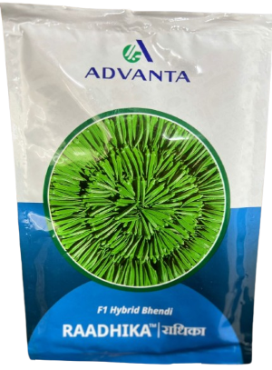 Okra / Lady Finger Raadhika - 3500 seeds