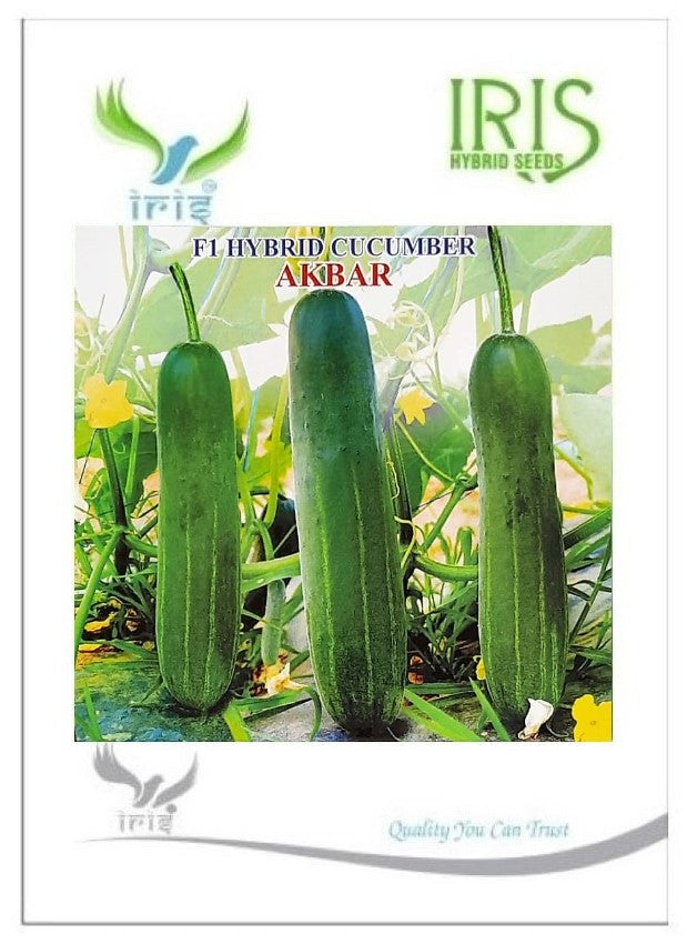 Cucumber / Kakri F1 Iris Akbar