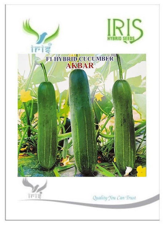 Cucumber / Kakri F1 Iris Akbar