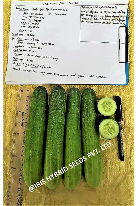 Cucumber / Kakri F1 Iris Akbar