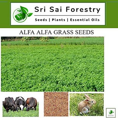 Fodder Alfa Alfa Lucerne Grass Seeds