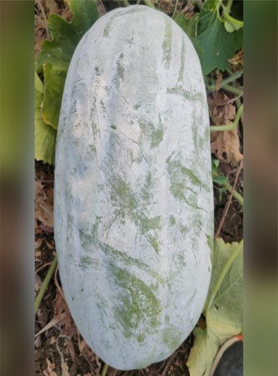 Ash Gourd F1 Rustam