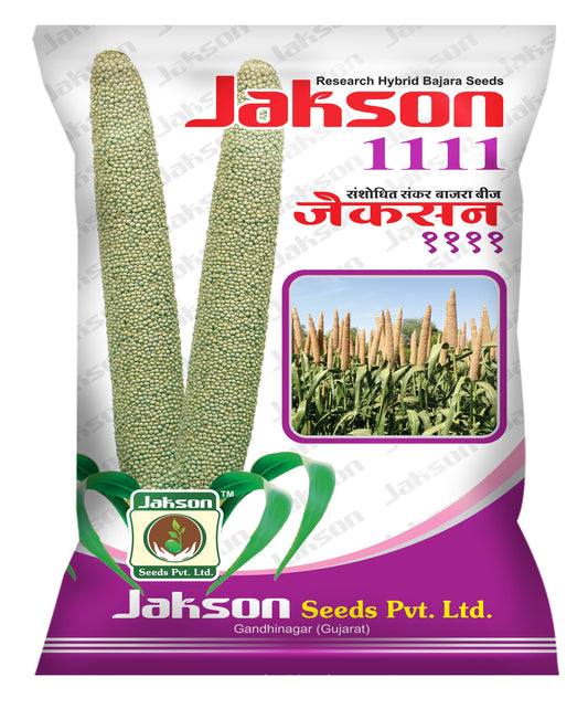 PearlMillet / Bajra Research Hybrid Jakson 1111 Seeds