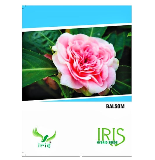 Iris F1 Balsam 15 Seeds