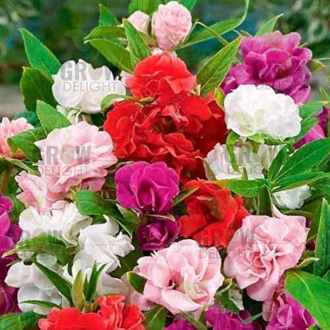 Grow Delight Imported Balsam Mix
