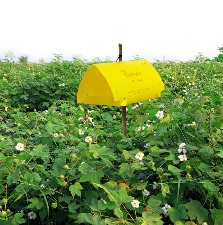 Barrix Trapper Pink Bollworm Pheromone Lure & Trap