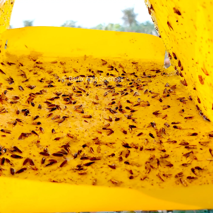 Barrix Trapper Pink Bollworm Pheromone Lure & Trap